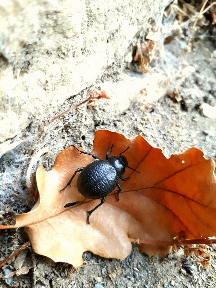 Insect