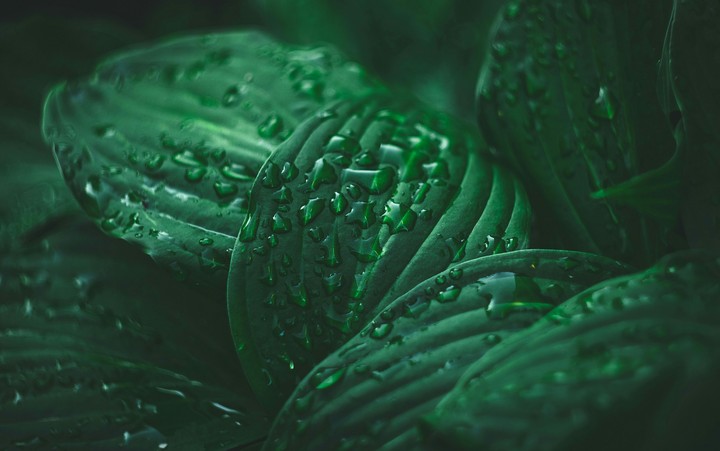 Drops on leaves