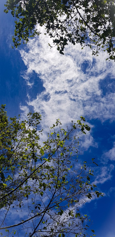 Verano