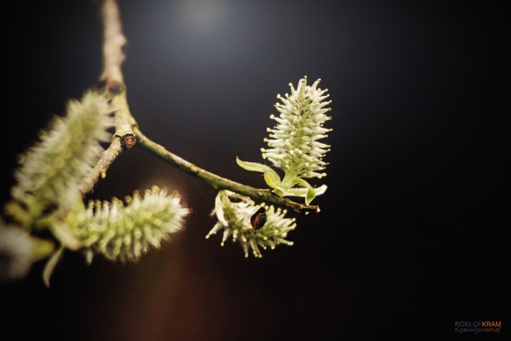 natuur