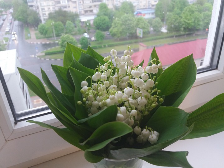 весна и ландыши