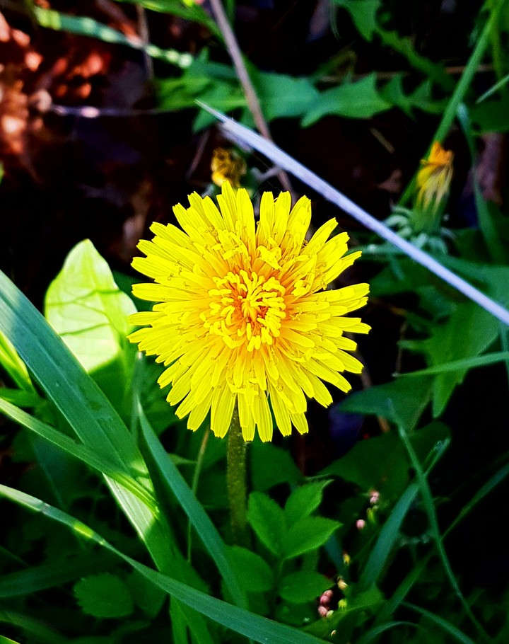 Dandelion
