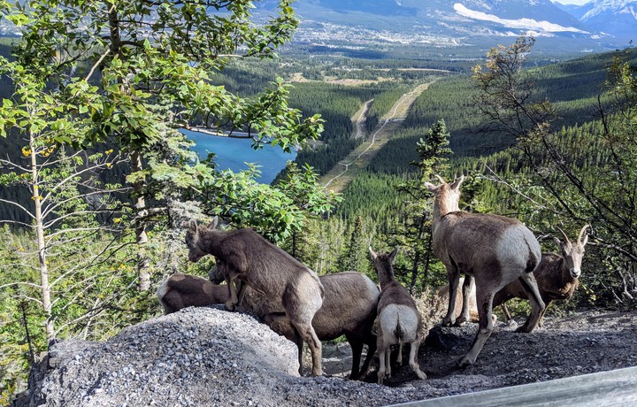 Mountain sheep