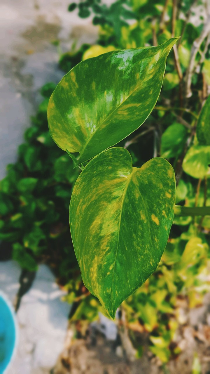 leaf leaves
