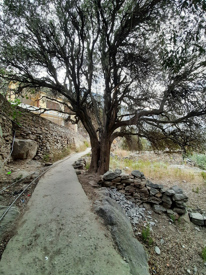 tree