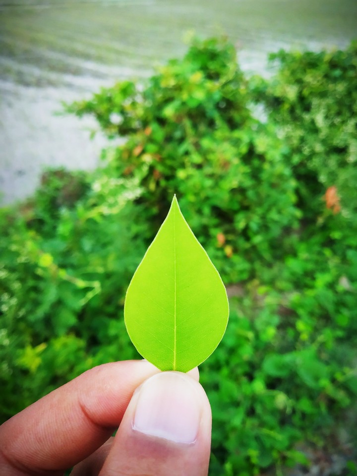 green leaf