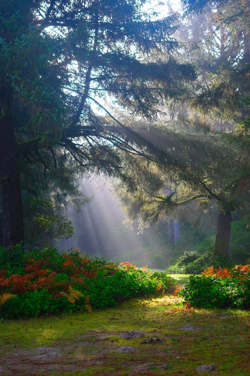 nature