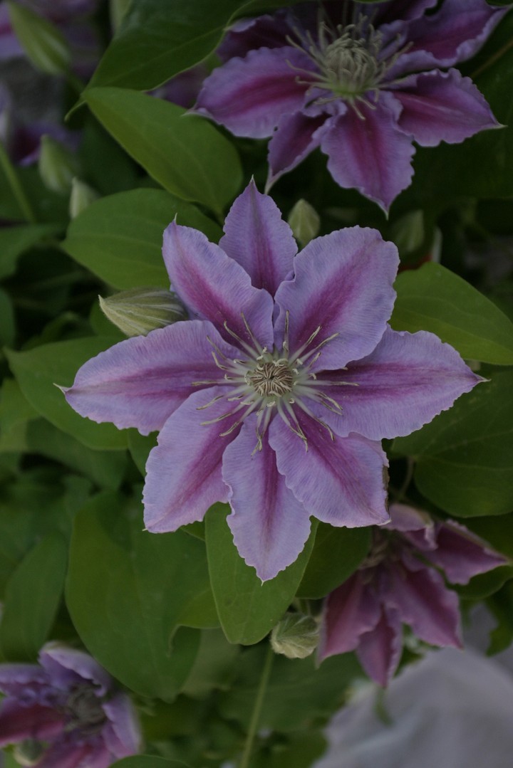 Plant