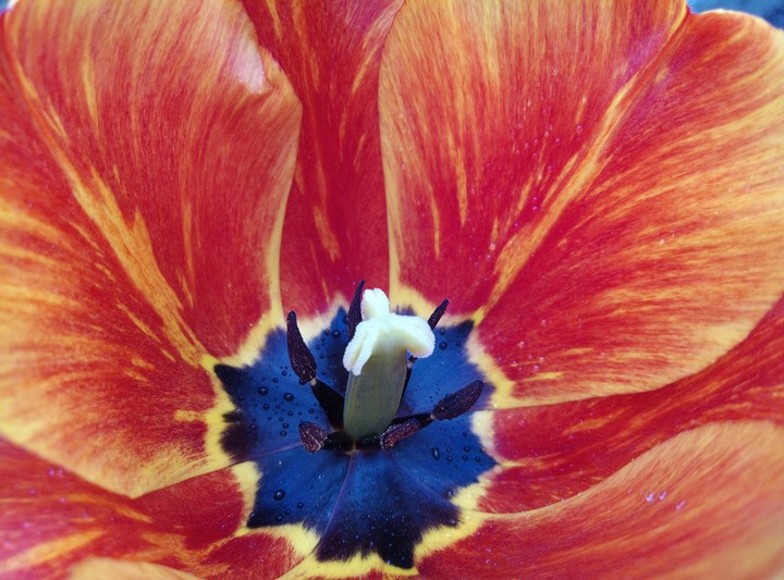 Tulip
