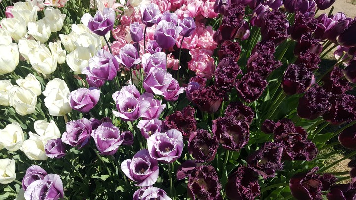 Purple Paradise