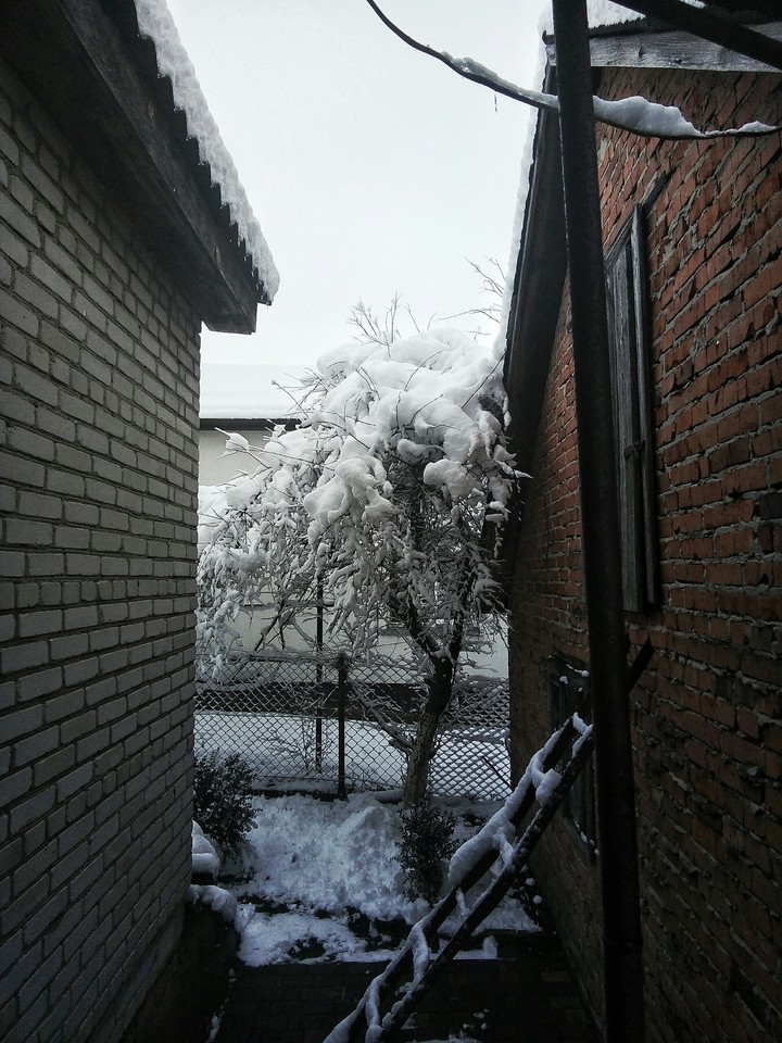 tree between houses