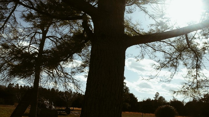 old pine tree