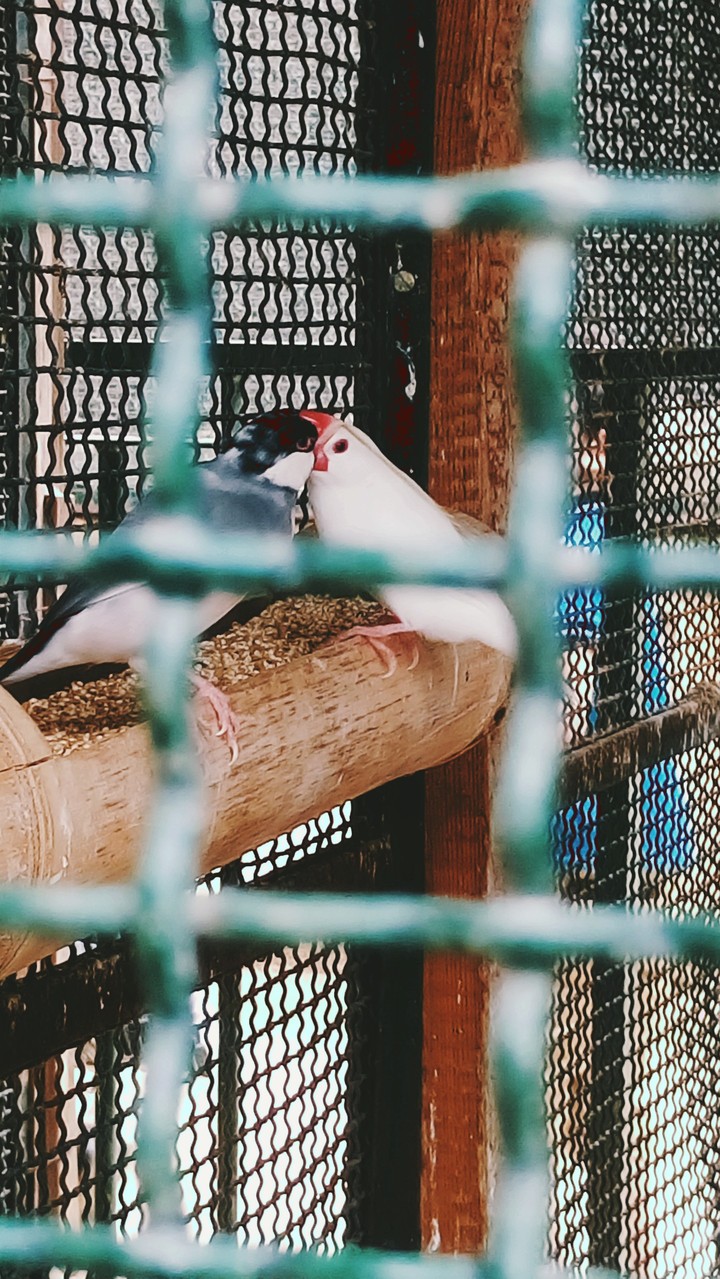 Do you like Birds?