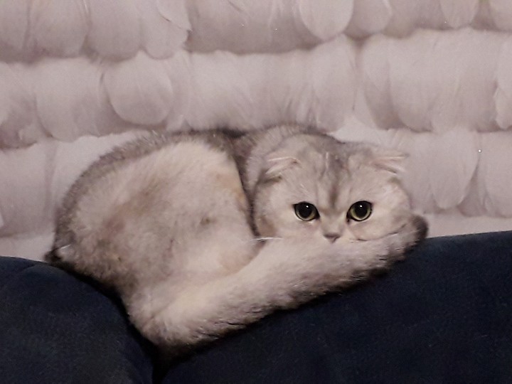 Кот Шерлок