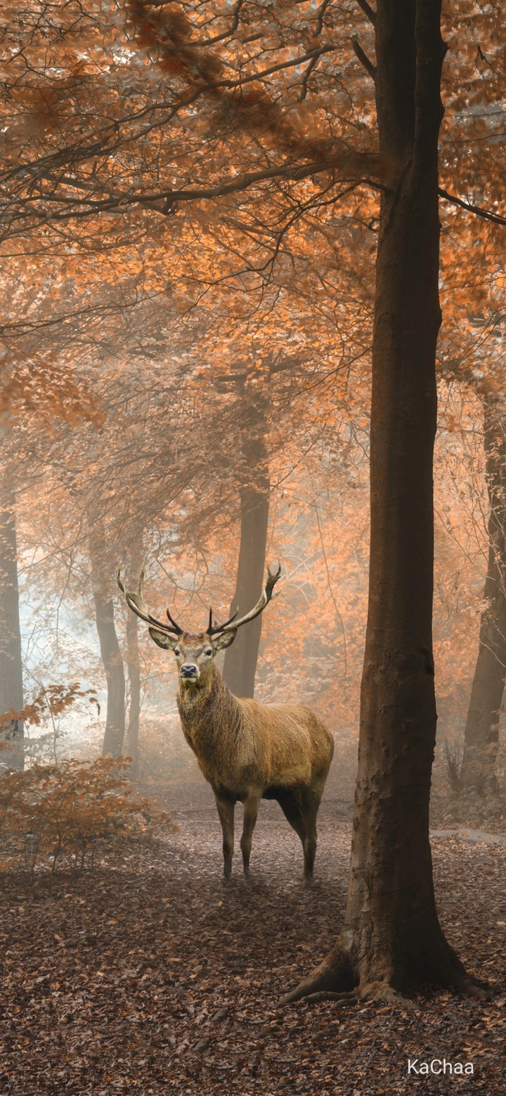 deer