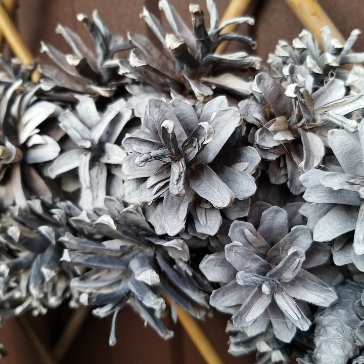 pinecone