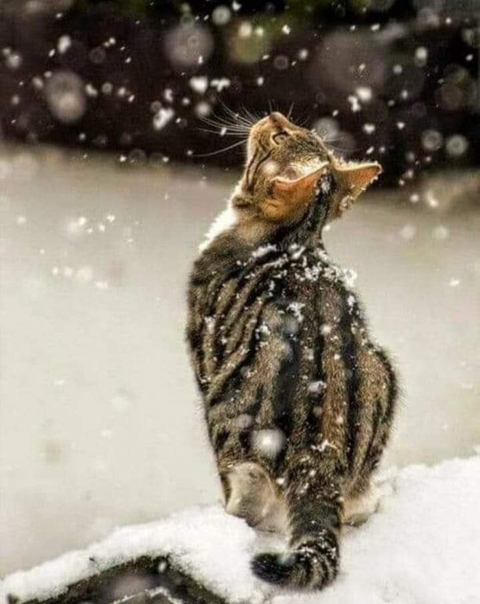 papéis de parede cat, snow