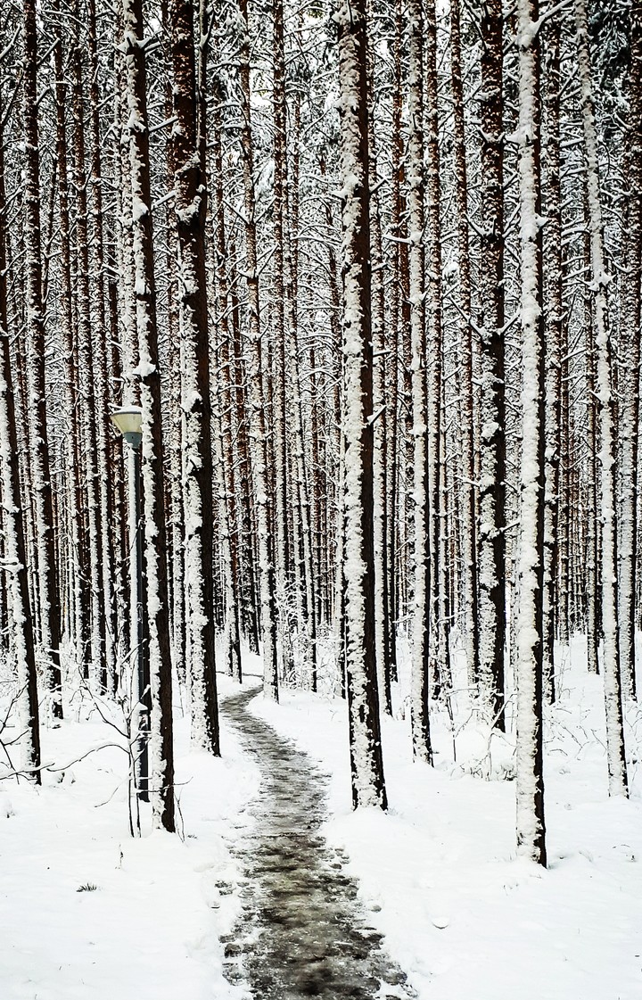 зимний лес