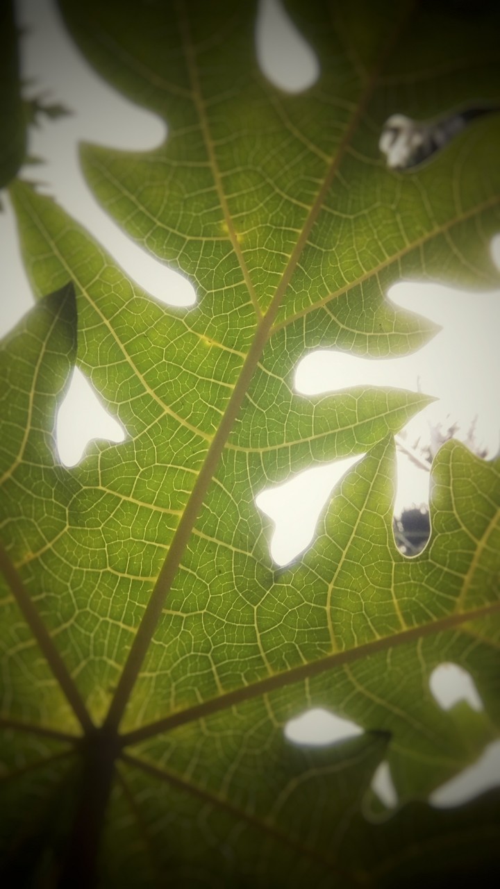 leafy