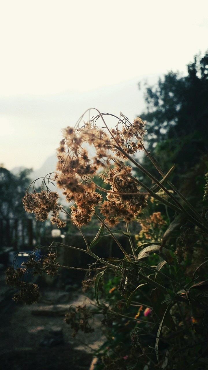 Golden flower