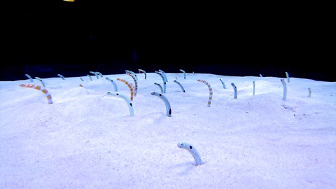Spotted garden eel