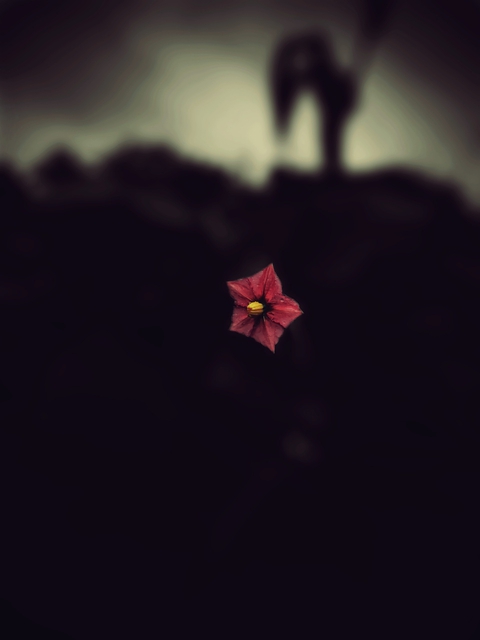 flower