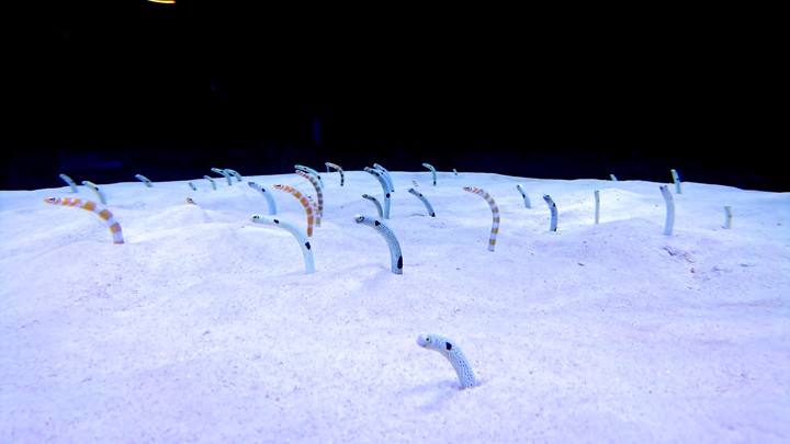 Spotted garden eel