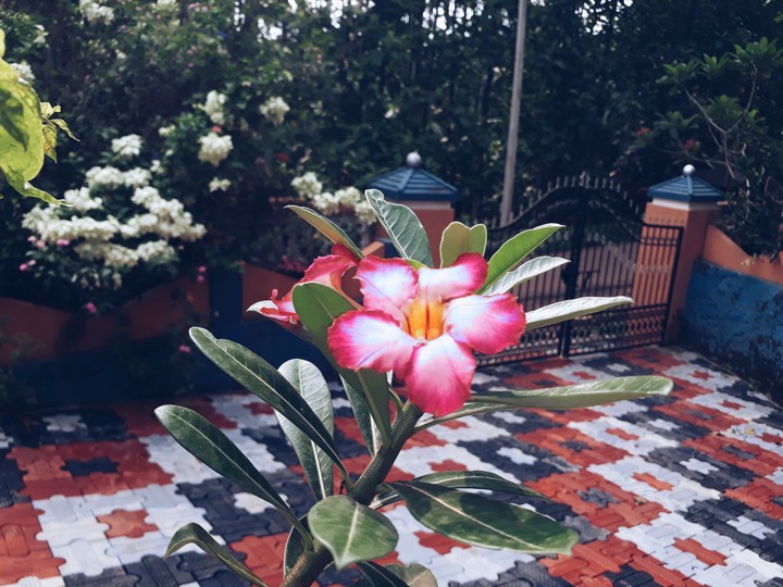 mom garden