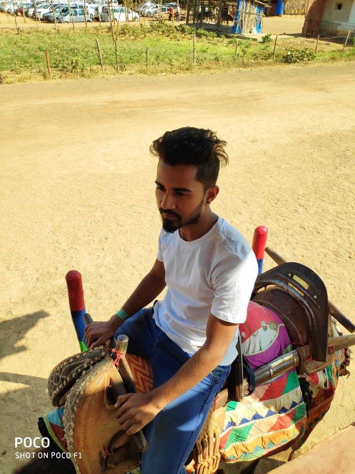 camel safari