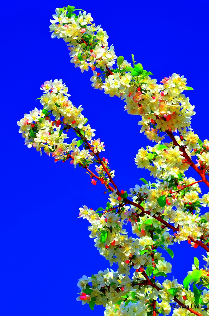 Cluster Of Flowers