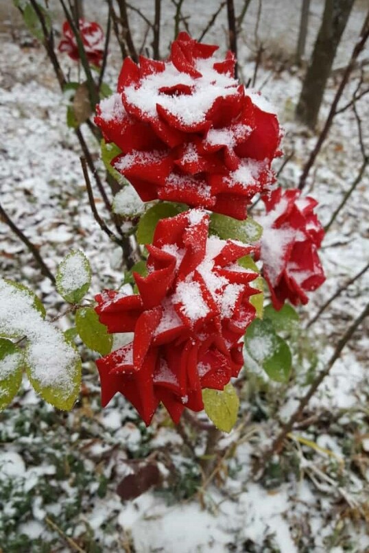 Prima neve 2018