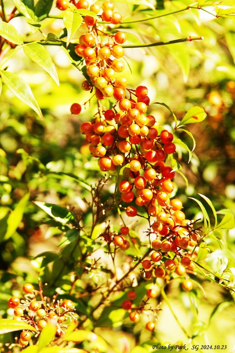papéis de parede twig, plant