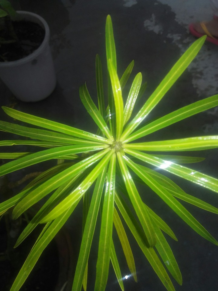 shining plant