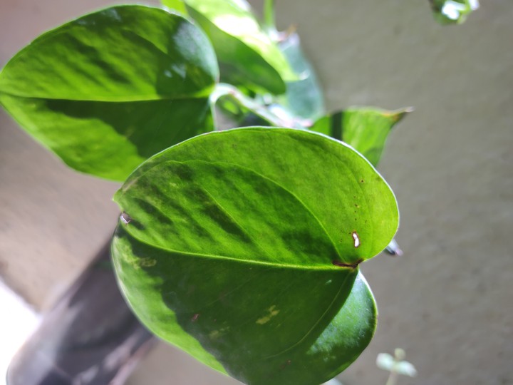 greeny