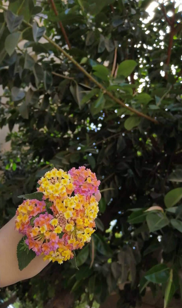 colorful flowers