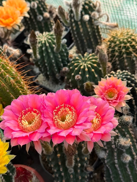 tapety Cactus, petal