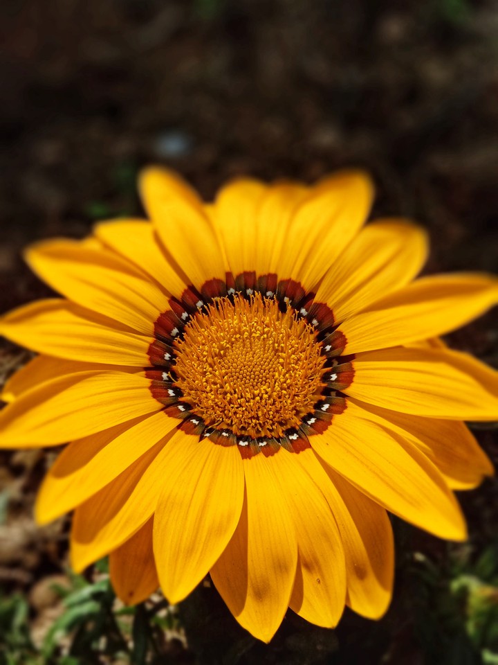 live life in warm yellows