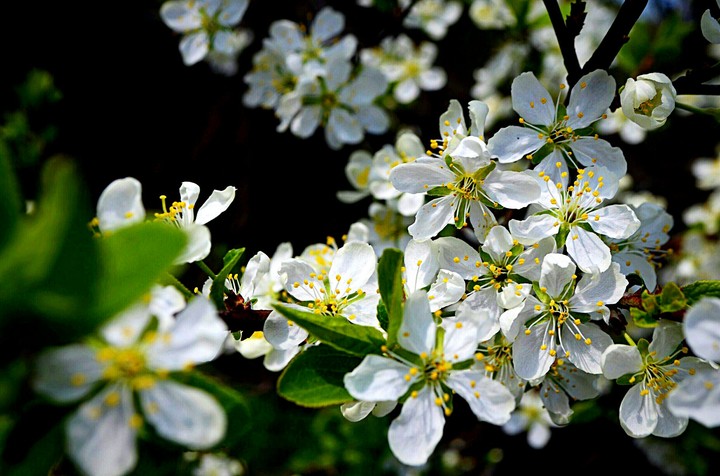 1flowers
