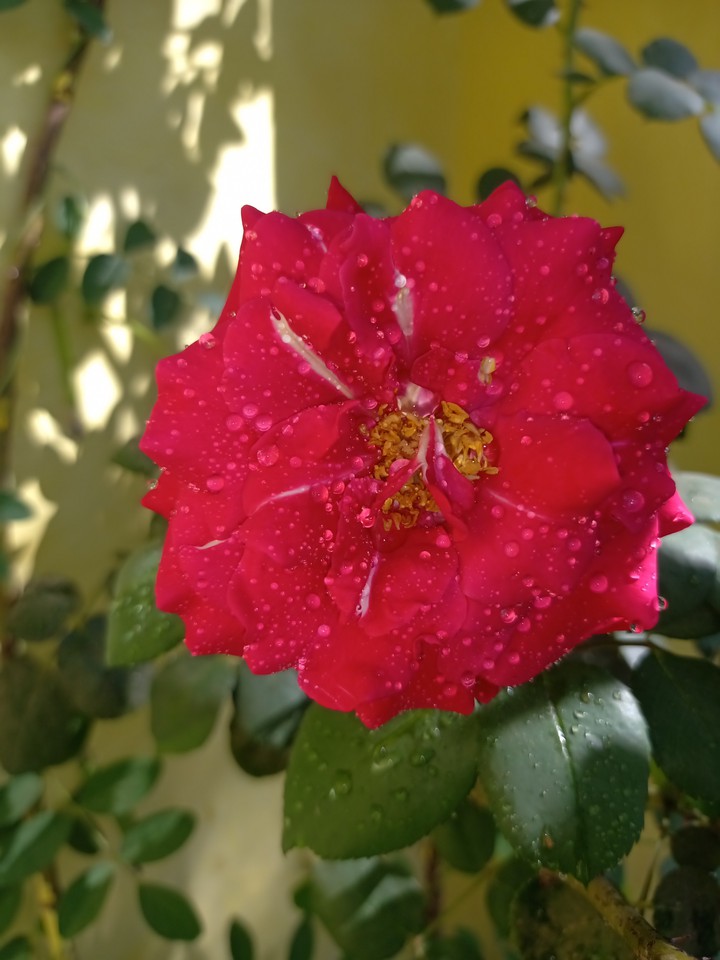 Rose