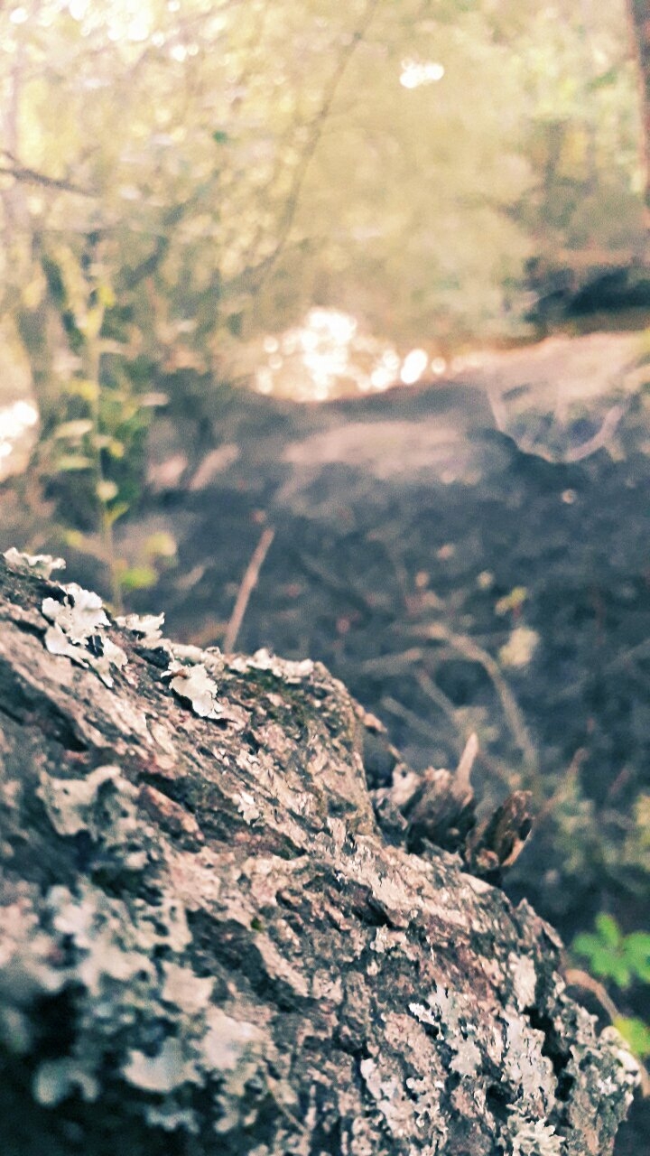 Marsh