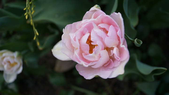 Pink Rose