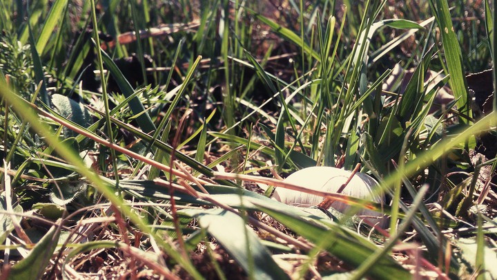 The Garden