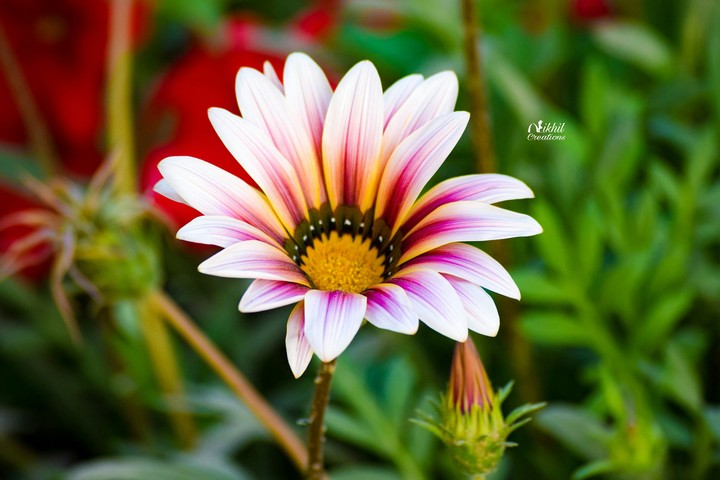flower photography
