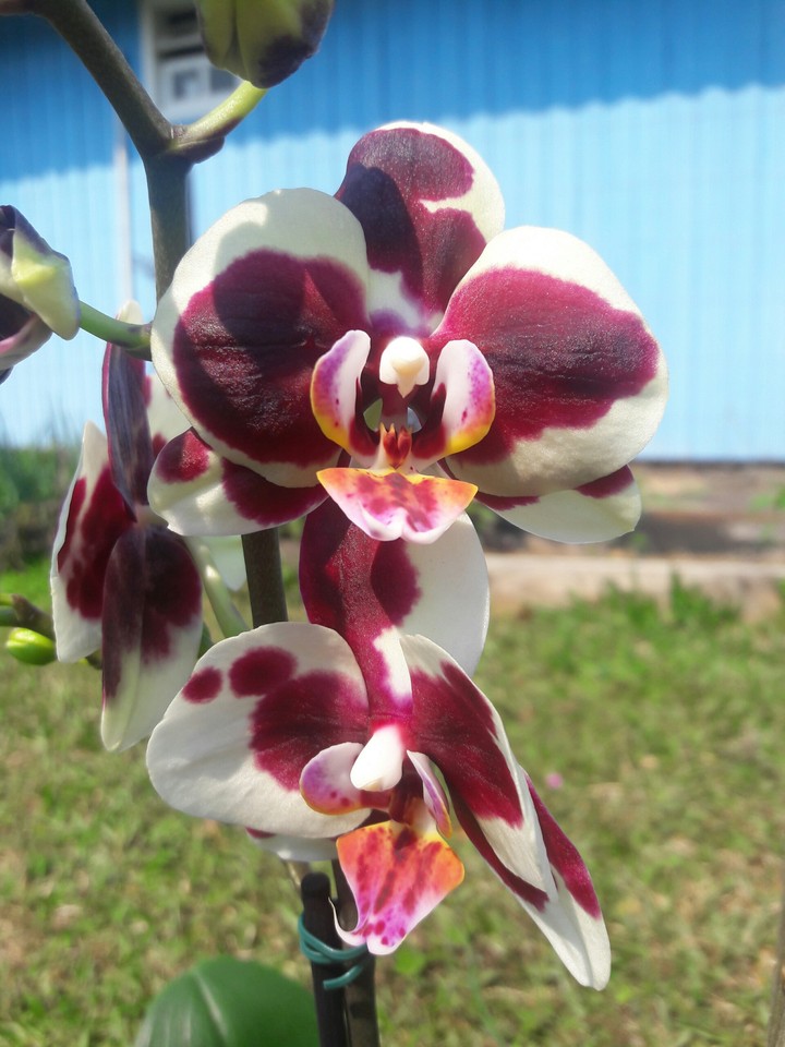 orchid