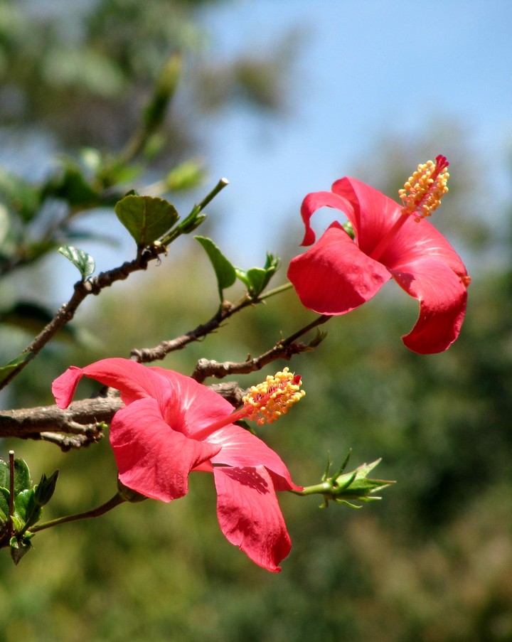 flower nepal