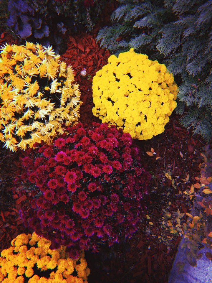 collection: autumn in my garden pt.4