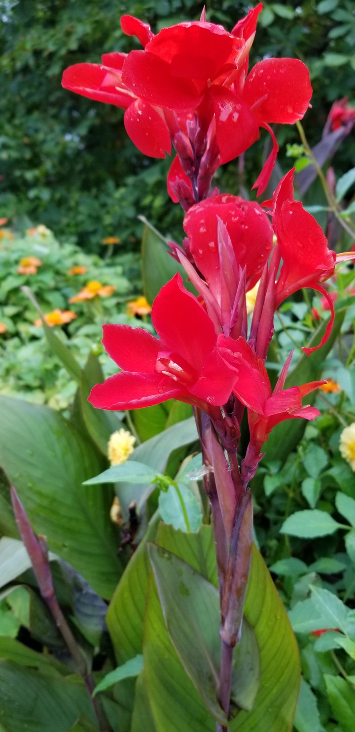 red flower