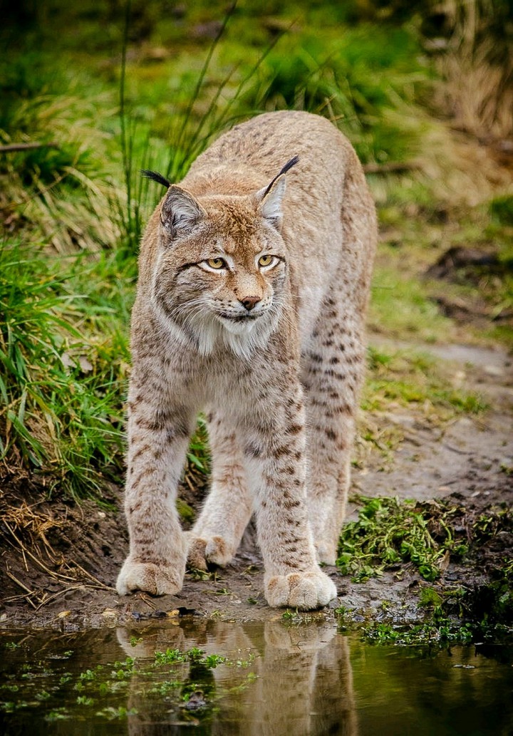 Lynx at the Water