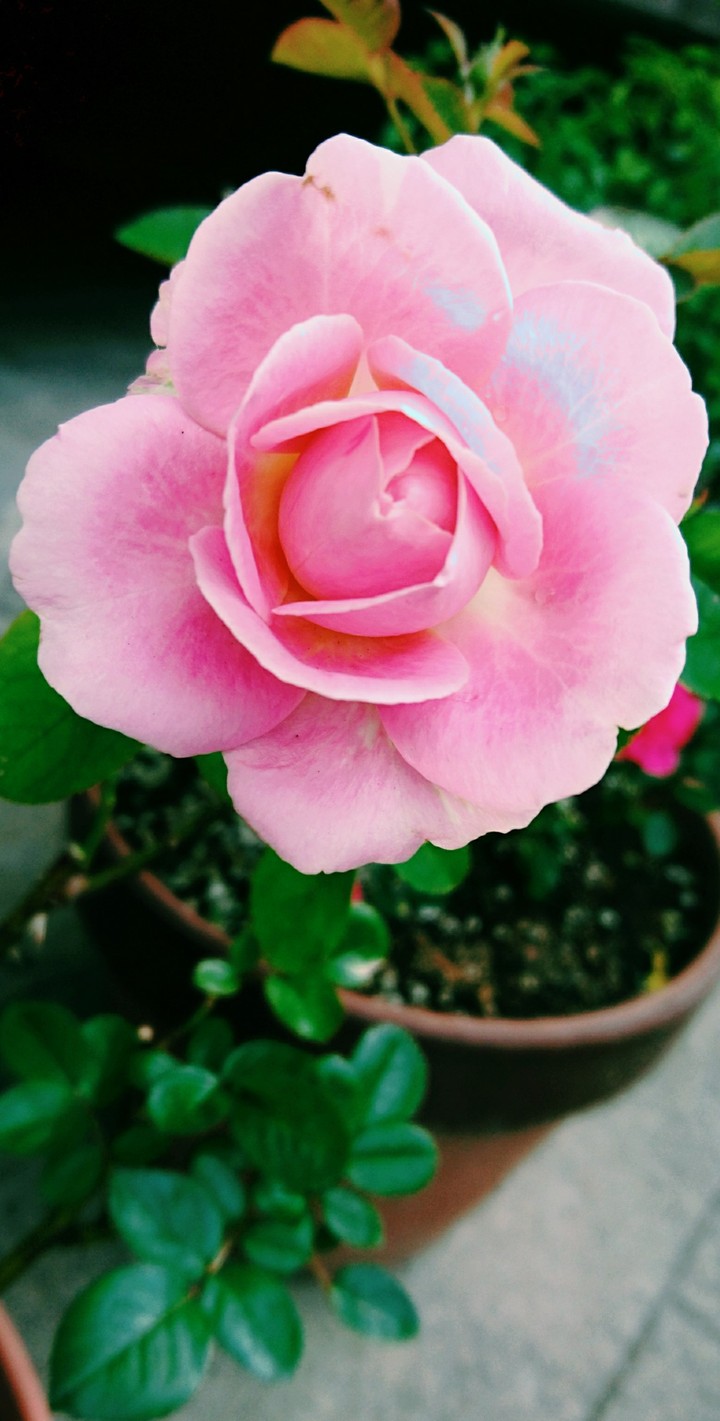薔薇