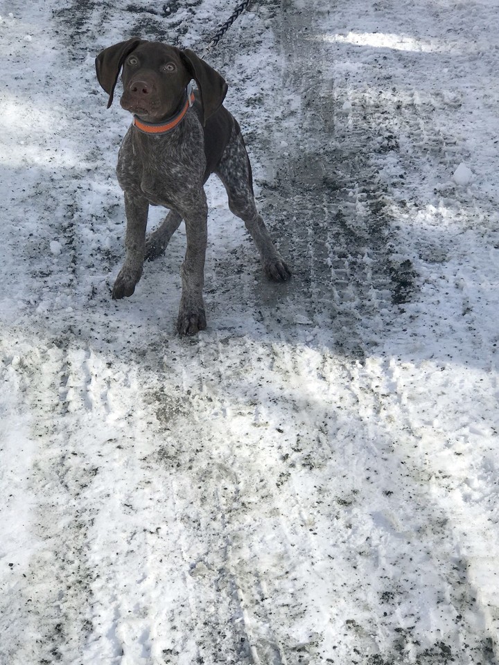 Pointer Puppy